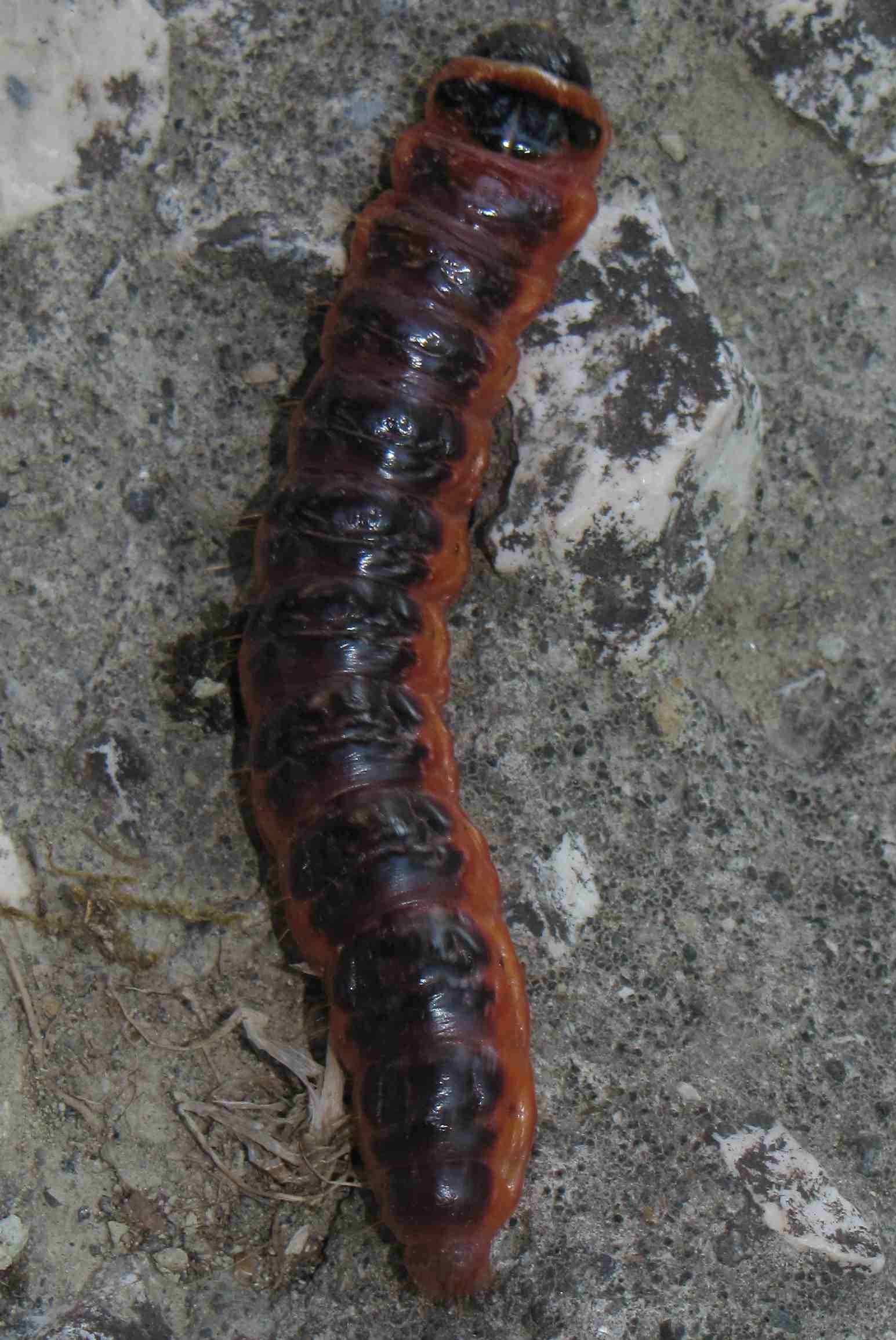 animale ischia - larva di Cossus cossus